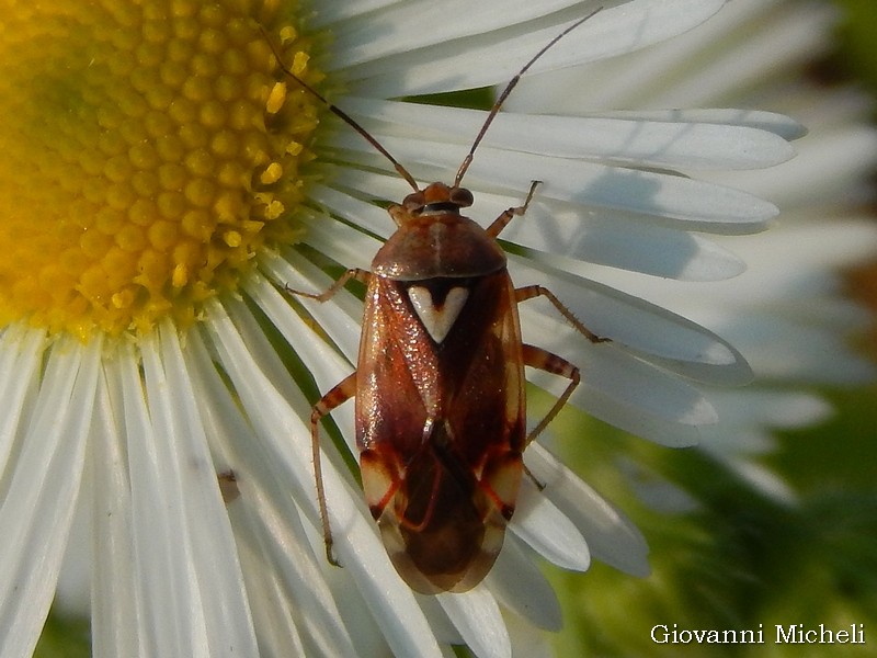 Miridae: Lygus sp.